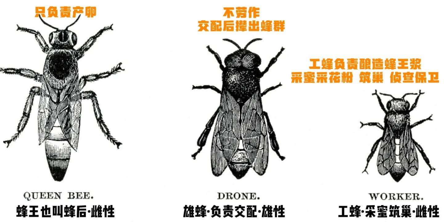 蜜蜂為什么老是圍著我轉(zhuǎn)(蜜蜂圍著轉(zhuǎn)的意思) 蜜蜂為什么老是圍著我轉(zhuǎn)(蜜蜂圍著轉(zhuǎn)的意思)