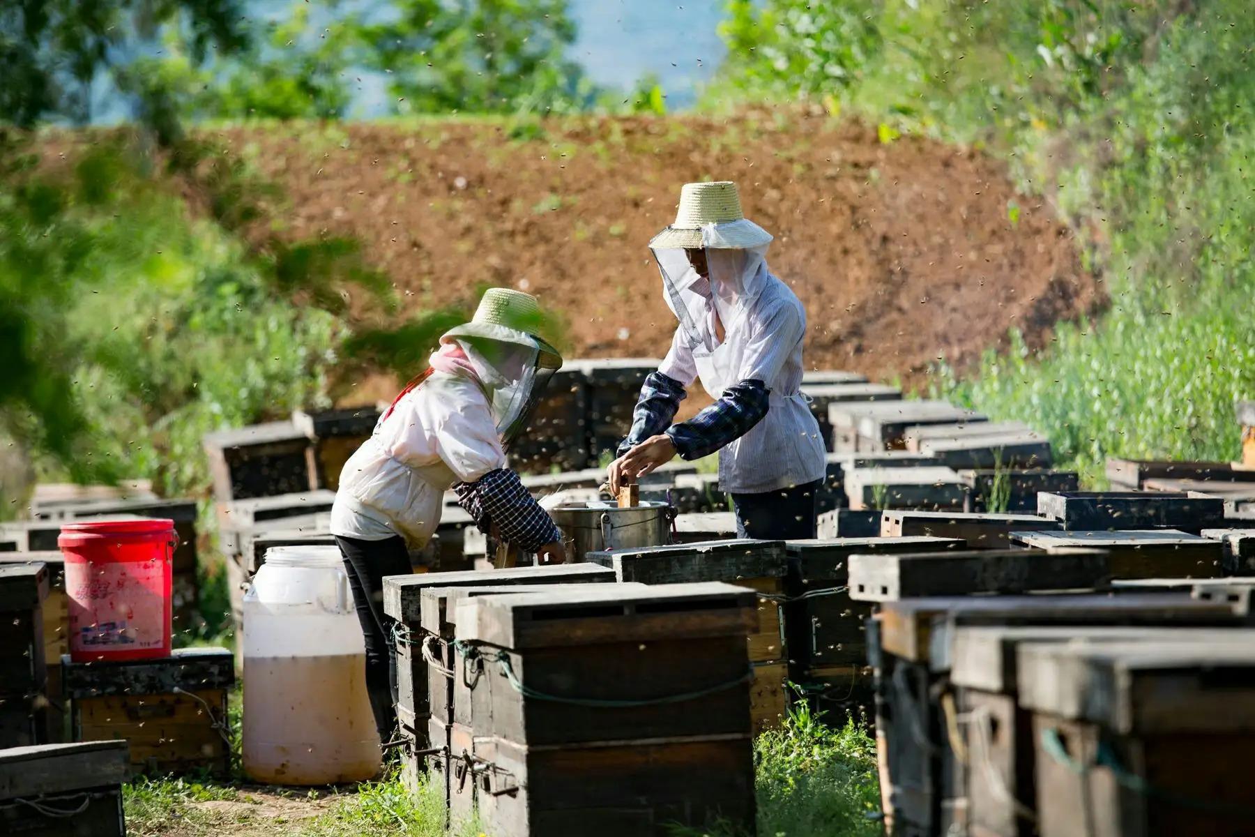 蜜蜂為什么老是圍著我轉(zhuǎn)(蜜蜂圍著轉(zhuǎn)的意思) 蜜蜂為什么老是圍著我轉(zhuǎn)(蜜蜂圍著轉(zhuǎn)的意思)