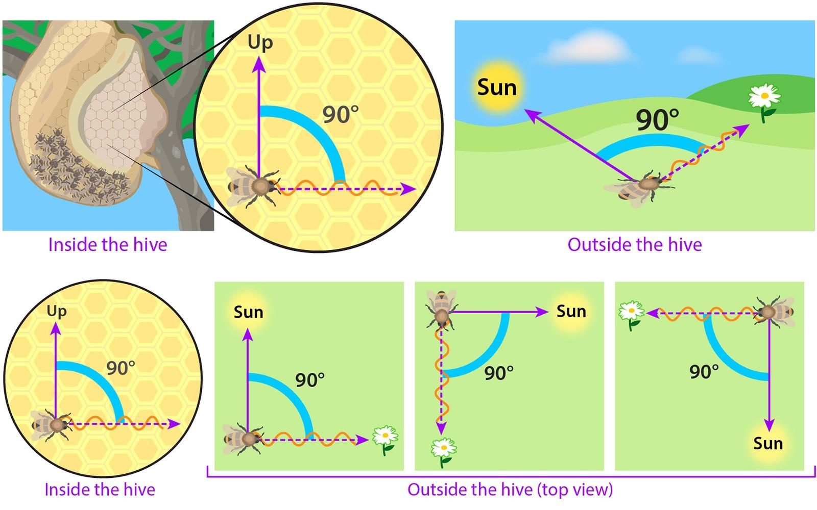 蜜蜂為什么老是圍著我轉(zhuǎn)(蜜蜂圍著轉(zhuǎn)的意思) 蜜蜂為什么老是圍著我轉(zhuǎn)(蜜蜂圍著轉(zhuǎn)的意思)