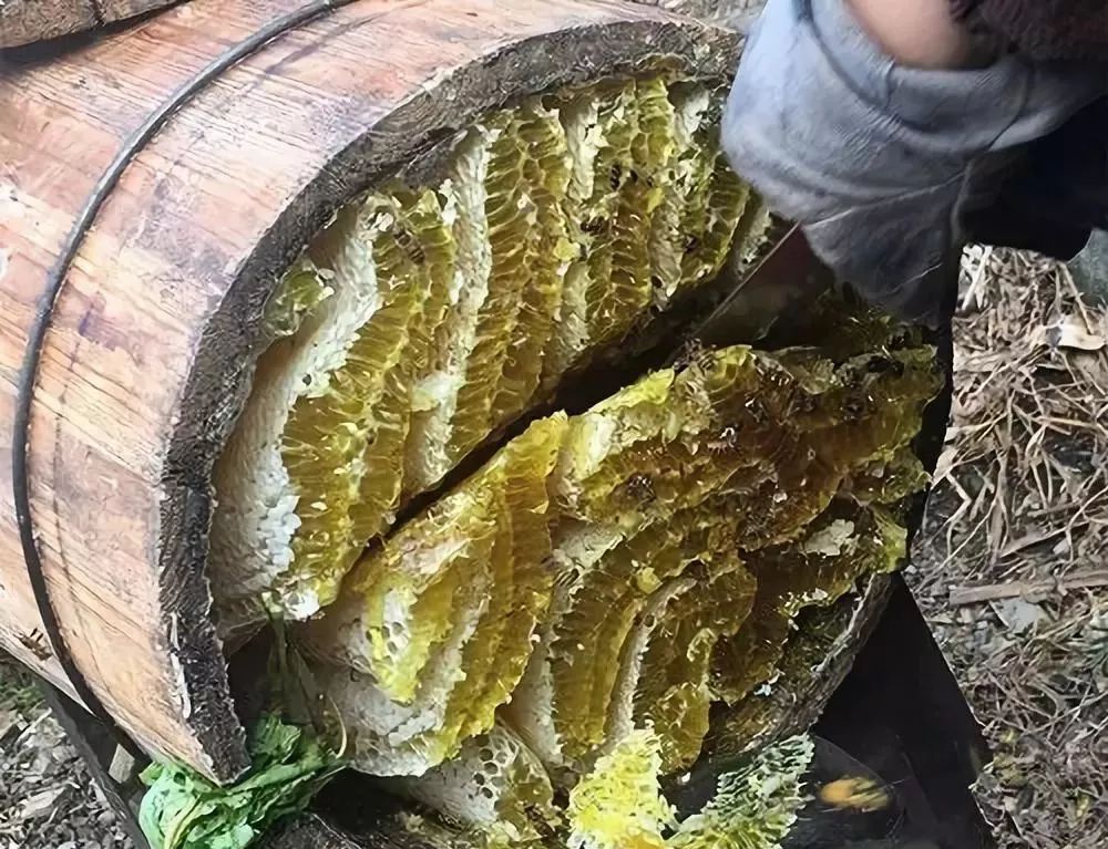 土養(yǎng)中蜂如何取蜜（中蜂土養(yǎng)取蜜方法）