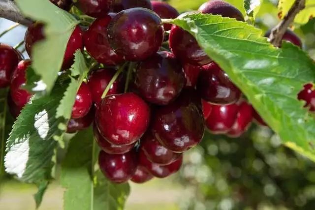 車厘子是什么品種(車厘子的科屬和櫻桃的區(qū)別) 車厘子是什么品種(車厘子的科屬和櫻桃的區(qū)別)