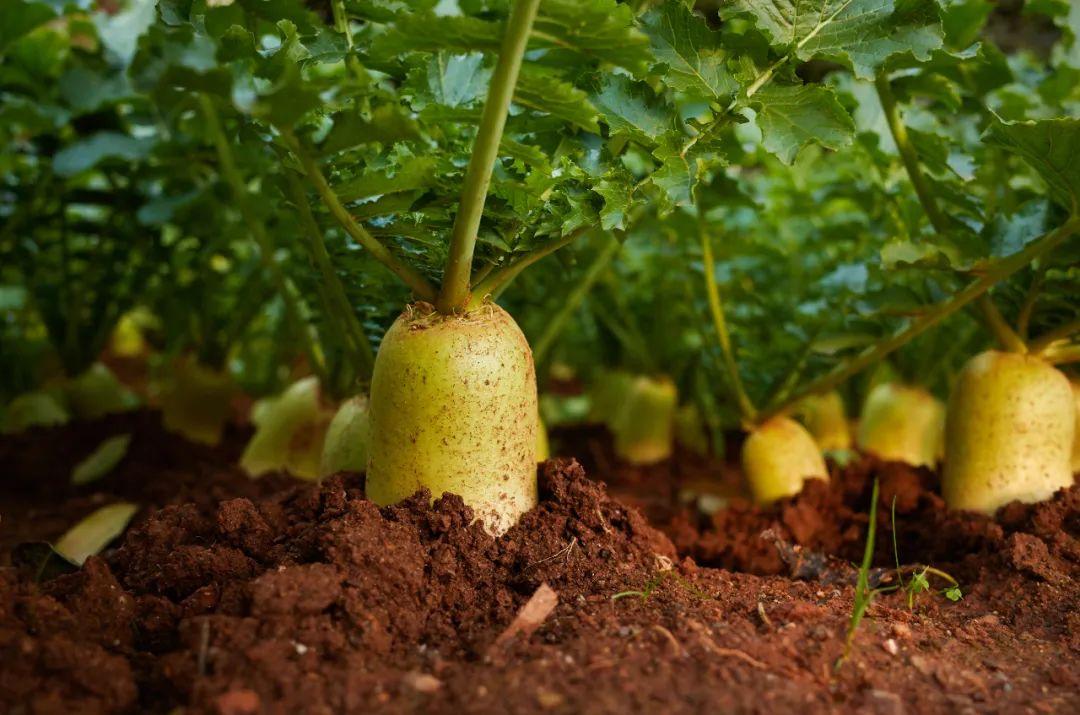 胡蘿卜用英語怎么說（胡蘿卜的英文用法和選購(gòu)保鮮方法）