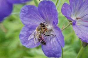 招蜜蜂最快的方法？