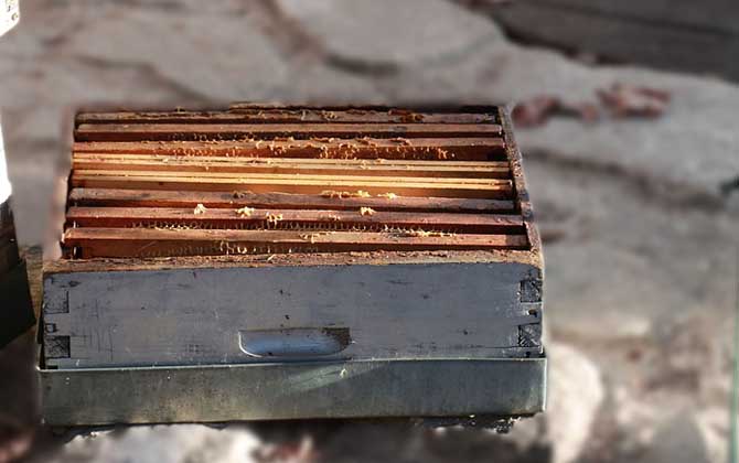 一個人能養多少箱蜜蜂？