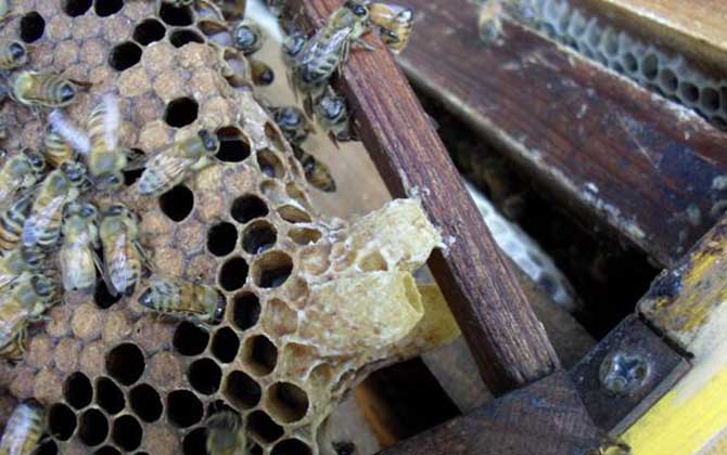 蜜蜂王臺封蓋幾天出來？