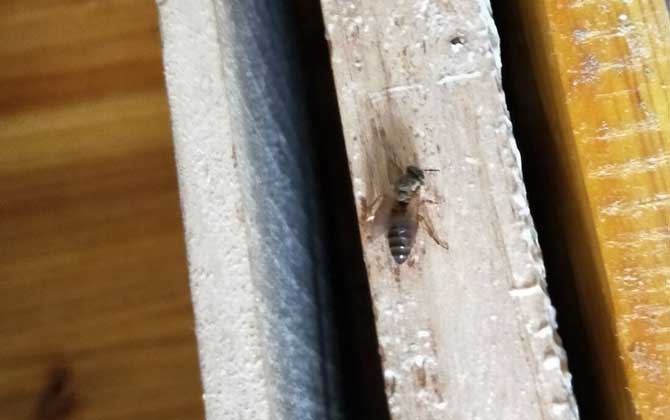 活框蜂箱是怎么構(gòu)成的？