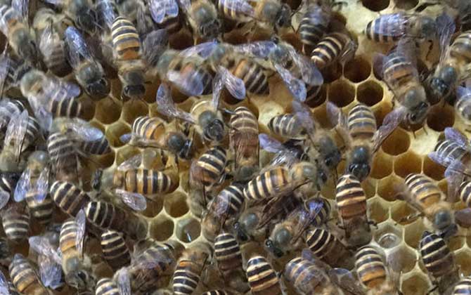 工蜂產(chǎn)卵可以育王嗎？