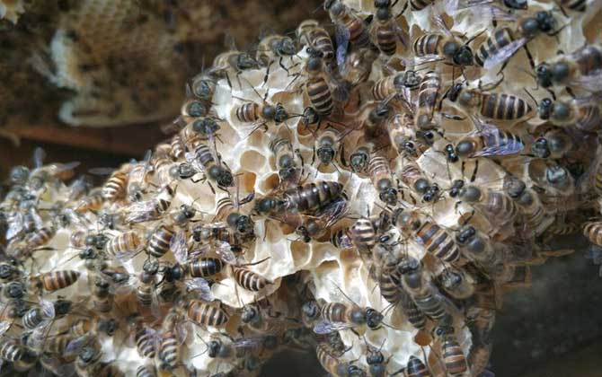 蜂群怎么過箱才不會(huì)跑？