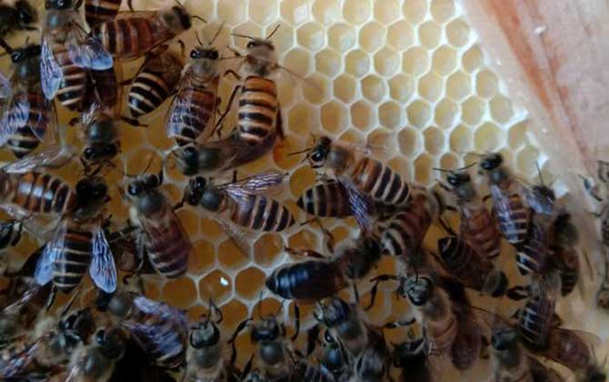 怎么將蛋群養(yǎng)成強群？