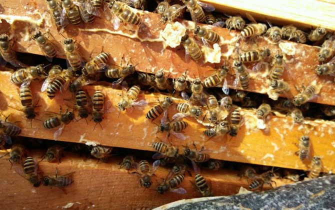 春季養(yǎng)蜂技術及注意事項