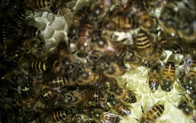 沒有蜂王怎么原地分蜂？