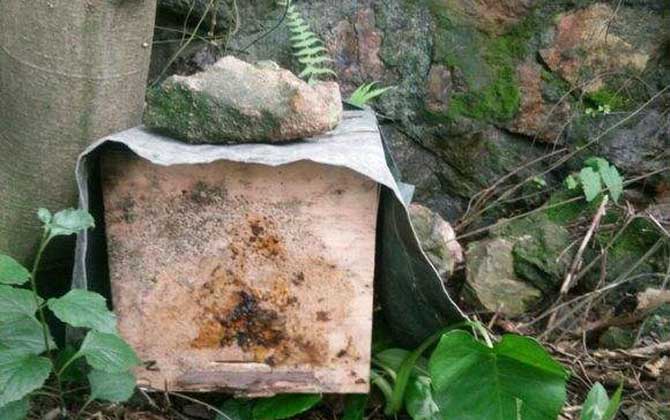 怎樣百分百誘到偵查蜂？