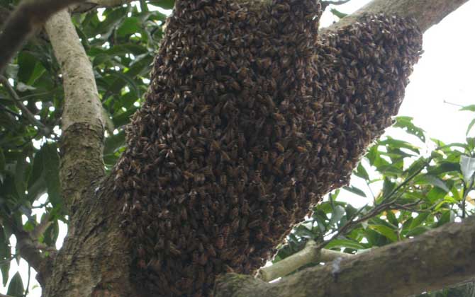 分蜂前幾小時預兆有哪些？