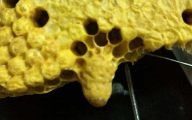 蜜蜂分家想留住怎么辦？