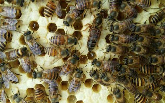 介王成功多久恢復產卵？