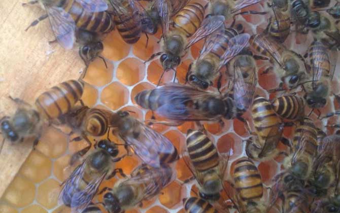 介王一般幾天可以放王？