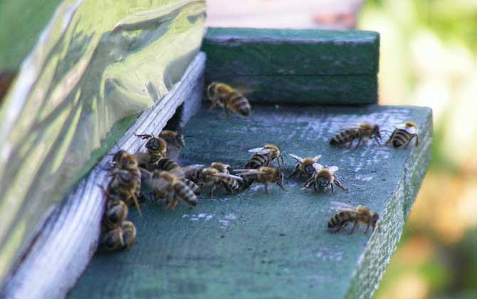 蜜蜂越冬糖什么時候喂？