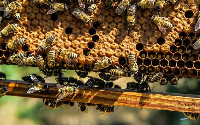 什么時候喂越冬蜂效果最好？