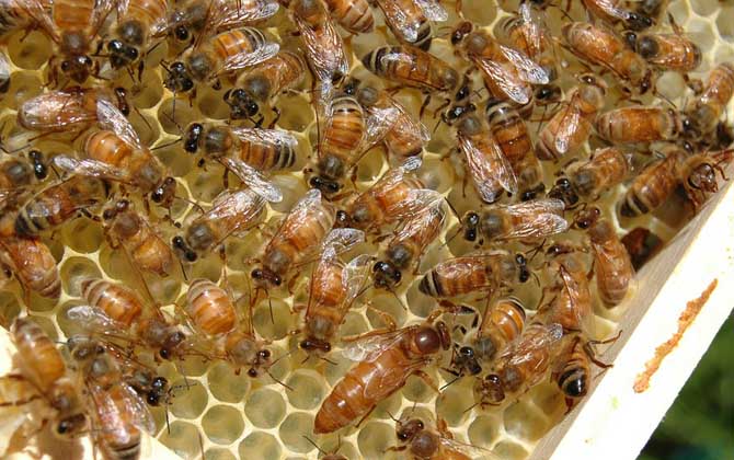 1脾蜂可以秋繁起來嗎？