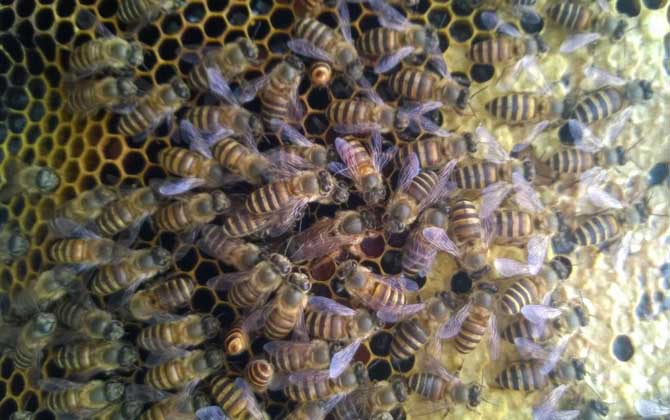 蜜蜂秋繁21天能安全越冬嗎？