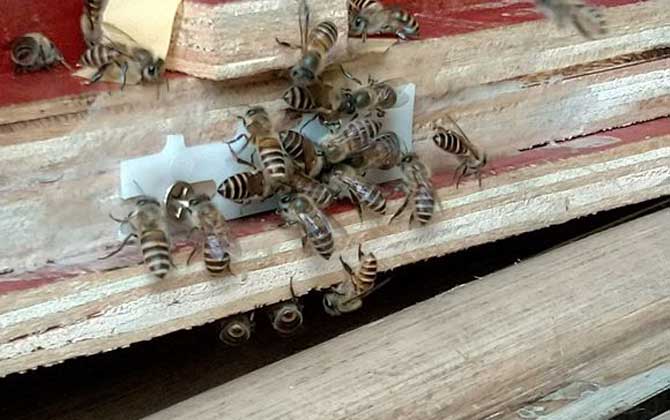 新收蜜蜂要喂幾天糖水？