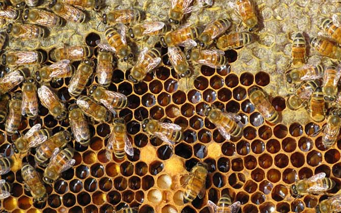 雙王群會(huì)不會(huì)導(dǎo)致分蜂？