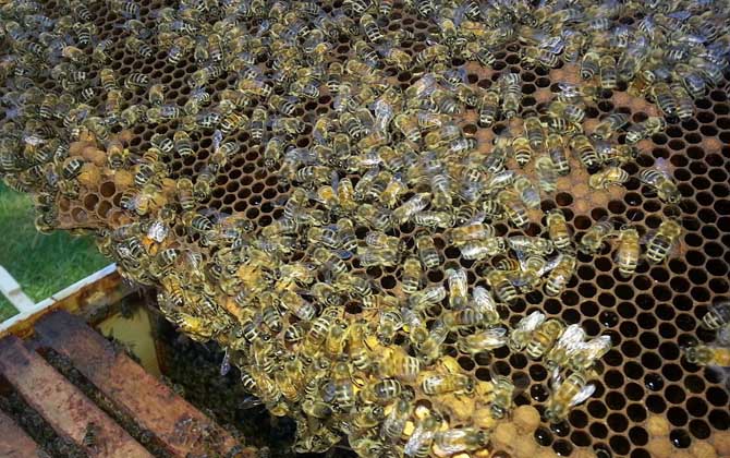 雙王群上繼箱會(huì)打架嗎？