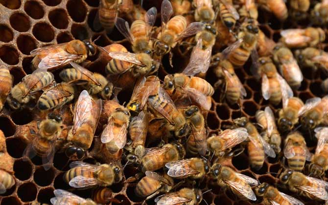 蜜蜂秋繁怎樣飼喂蜂群？