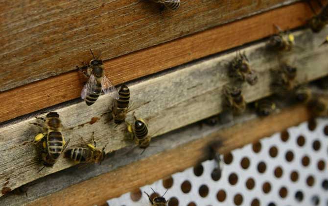 廣東蜜蜂秋繁什么時(shí)候開(kāi)始？