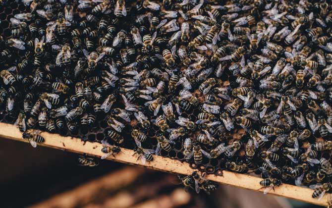 合并蜂群多久可以穩(wěn)定下來(lái)？