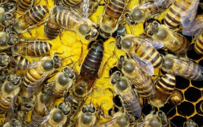 蜂群失王一個(gè)月的介王方法