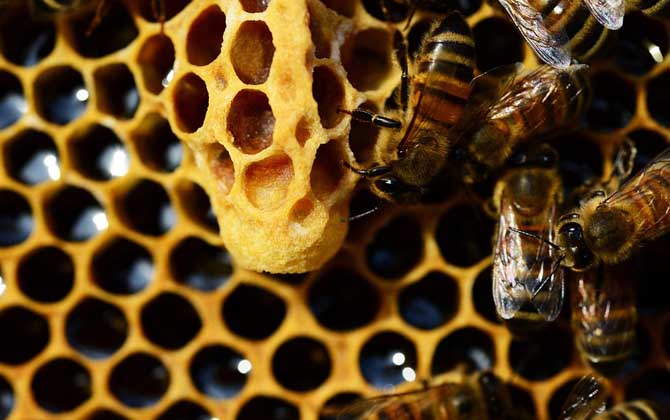 千萬別小看蜂王，如果蜂群沒有“她”，再強(qiáng)大最終都得全群滅亡！