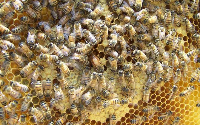 養中蜂好還是養意蜂好？搞清楚這幾個區別，結果基本上一目了然！