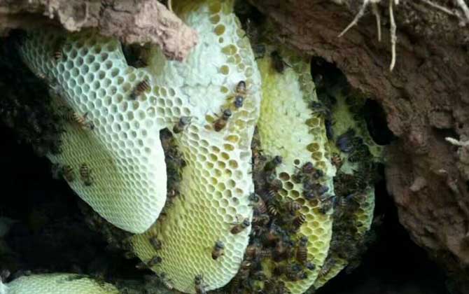 沒有蜂群還談什么養蜂，如何獲取蜂群？其實方法無外乎這兩種！