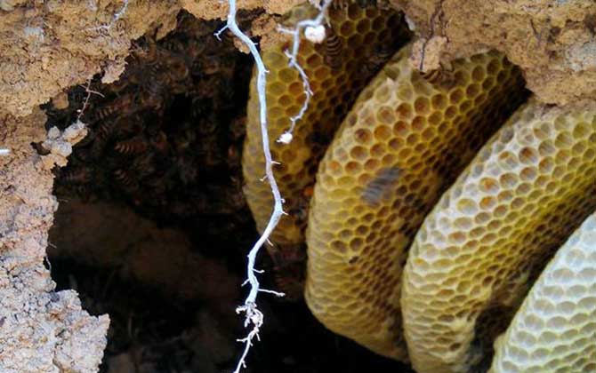 蜜蜂會在哪里筑巢？選址極為苛刻，不滿足這些條件絕不安“家”！