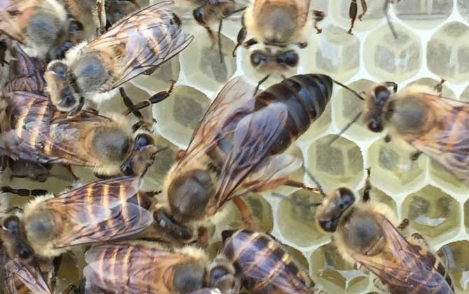 工蜂的確能變成蜂王，但條件極為苛刻，一生中有且只有一次機會！