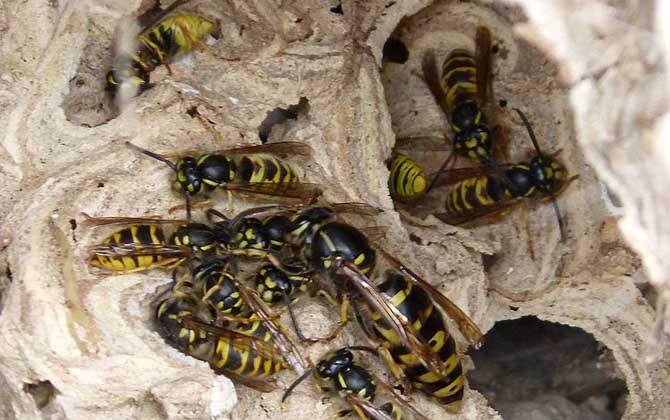 被馬蜂蟄了能自愈嗎？不嚴重時1～3天可自愈，嚴重時可致人死亡！