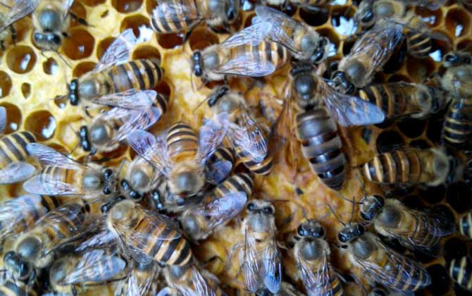 蜂種是養蜂效益的關鍵，試試這幾種方法，人工選擇改良蜂種質量！