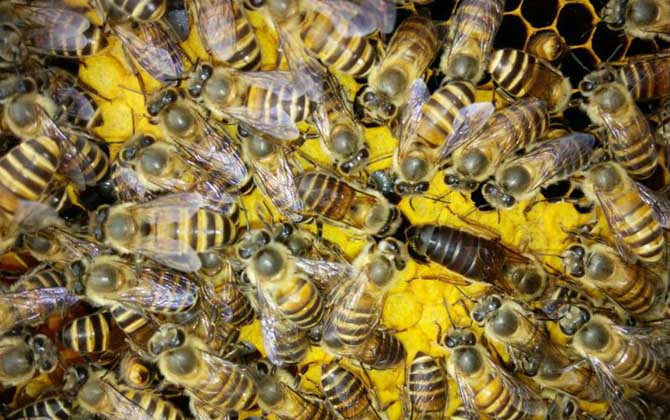 分蜂不一定要兩只蜂王，用這個辦法，只有一只蜂王也能人工分蜂！