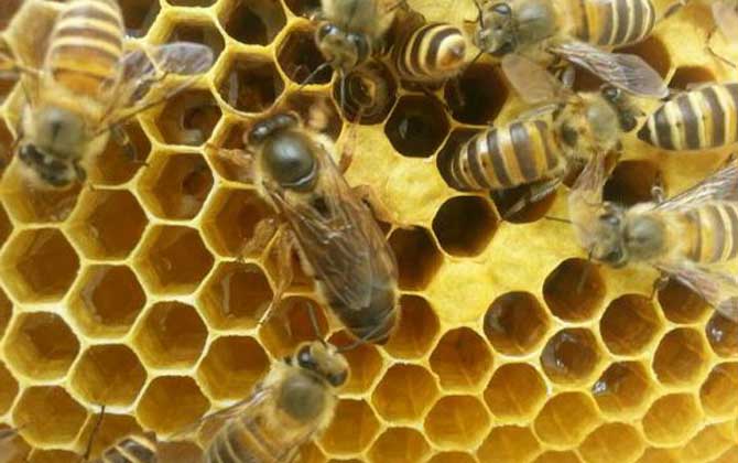 養蜂為什么要換蜂王？看完這幾個原因，你就知道換王有多重要了！