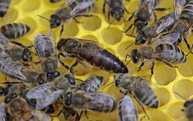 怎樣鑒別蜂王的好壞？按這幾個標準，優質王還是劣質王一目了然！