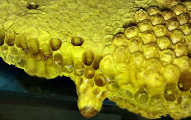 蜂王死了蜂群會怎么樣？未必一定會滅亡，蜂群自救令人嘆為觀止！