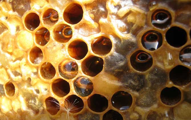 蜂箱取出的未必是真蜂蜜，小心這3種“蜜”，后面2種純粹是假的！