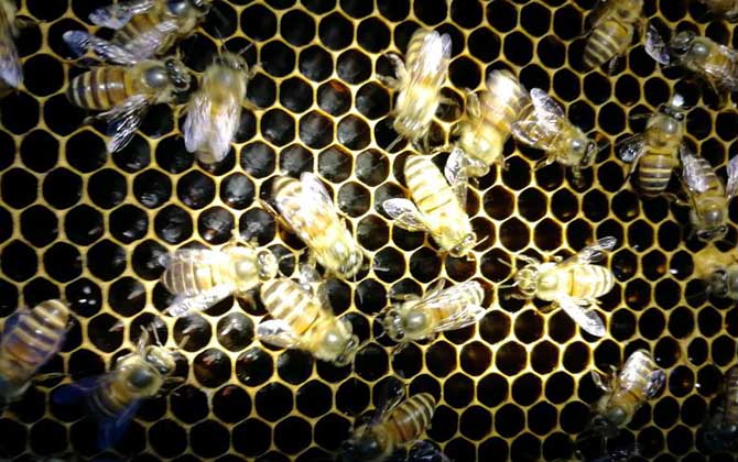 蛋群是怎樣煉成的？養蜂不注意這些問題，強群也可能被養成蛋群！