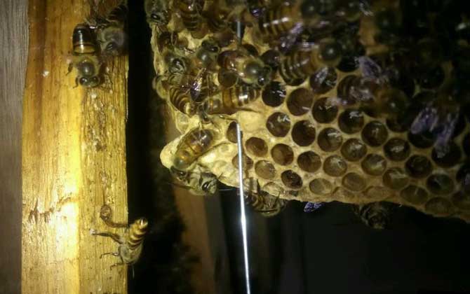 蛋群一定會滅亡？還有救，像這樣管理，完全有可能恢復成強群！