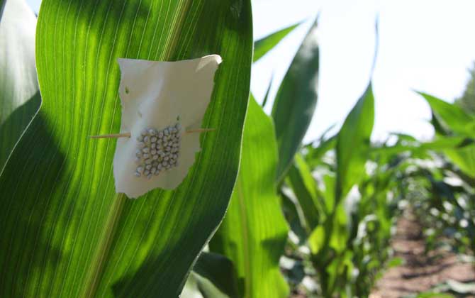 赤眼蜂有什么作用？不要小看它們，有些赤眼蜂堪稱除害小能手！