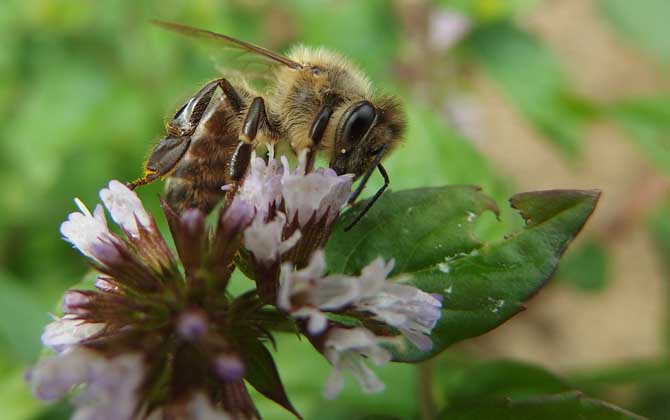 被蜜蜂蟄了怎么處理？只要不發生過敏，正確處理后一般問題不大！