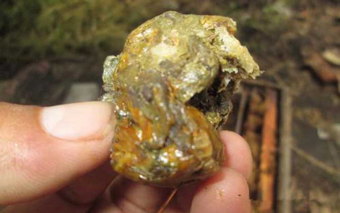 蜂膠怎么吃效果好？吃對了好處不用多說，吃錯了反而對健康不利！