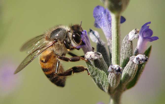 蜂毒療法是真的嗎？雖然有一定的效果，但蜂療也絕非無所不能的！
