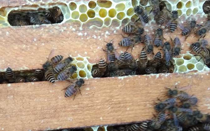 養(yǎng)40箱蜂一年賺多少錢？關(guān)鍵看技術(shù)，養(yǎng)好了年賺數(shù)萬元不在話下！